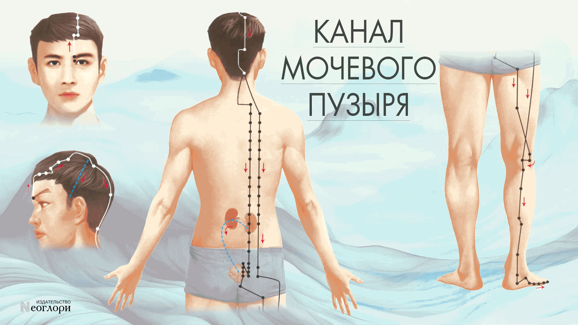 картинка канала мочевого пузыря